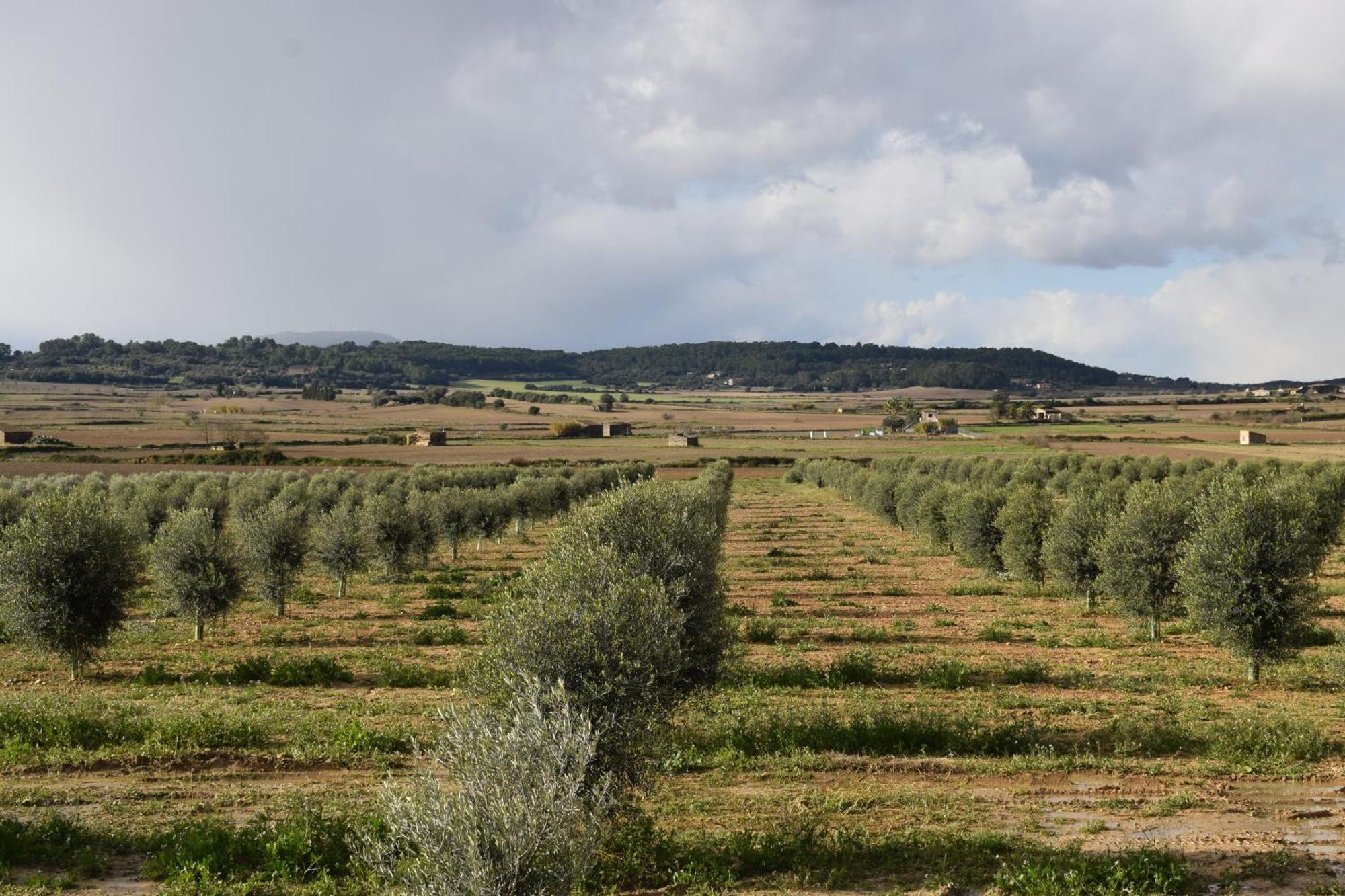 Agroturisme Gossalba Sant Joan Phòng bức ảnh